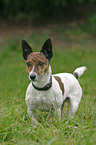 standing Jack Russell Terrier