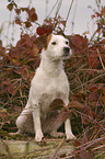 Jack Russell Terrier in the autumn