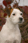 Jack Russell Terrier in the autumn