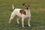 standing Jack Russell Terrier