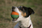 Jack Russell Terrier with ball