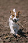 playing Jack Russell Terrier