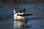 playing Jack Russell Terrier