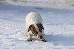 young Jack Russell Terrier