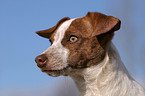 young Jack Russell Terrier