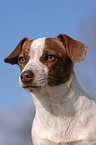 young Jack Russell Terrier