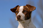 young Jack Russell Terrier