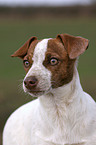 young Jack Russell Terrier