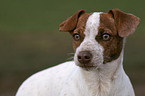 young Jack Russell Terrier