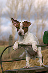 young Jack Russell Terrier