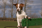 young Jack Russell Terrier