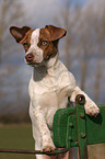 young Jack Russell Terrier