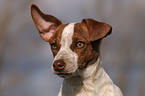 young Jack Russell Terrier