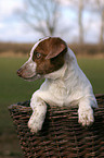 young Jack Russell Terrier