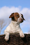 young Jack Russell Terrier