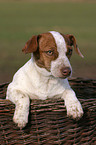 young Jack Russell Terrier