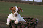 young Jack Russell Terrier