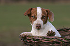 young Jack Russell Terrier