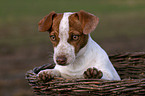 young Jack Russell Terrier