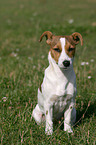 sitting Jack Russell Terrier