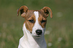 Jack Russell Terrier Portrait