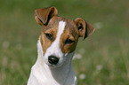 Jack Russell Terrier Portrait