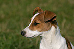 Jack Russell Terrier Portrait