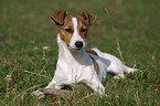 lying Jack Russell Terrier