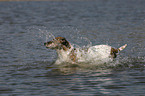 running Jack Russell Terrier