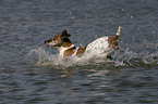 running Jack Russell Terrier