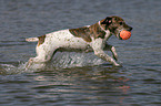 playing Jack Russell Terrier