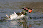 playing Jack Russell Terrier