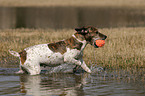 playing Jack Russell Terrier