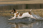 running Jack Russell Terrier