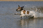 running Jack Russell Terrier