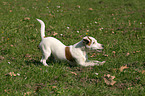 young Jack Russell Terrier