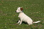 sitting young Jack Russell Terrier