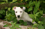 Jack Russell Terrier puppy