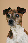 Jack Russell Terrier Portrait