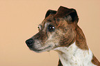 Jack Russell Terrier Portrait