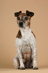 sitting Jack Russell Terrier