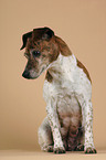 sitting Jack Russell Terrier