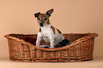 Jack Russell Terrier mother with puppies