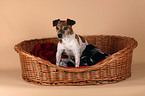 Jack Russell Terrier mother with puppies