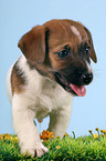 Jack Russell Terrier Puppy