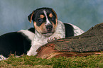 Jack Russell Terrier Puppy