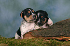 2 Jack Russell Terrier Puppies