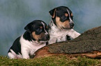 2 Jack Russell Terrier Puppies