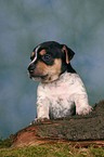 Jack Russell Terrier Puppy