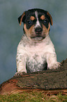 Jack Russell Terrier Puppy